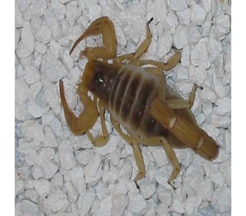 Poisonous Scorpions Scorpion Venom